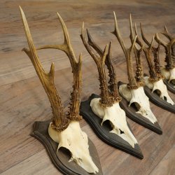 Corna di capriolo 5 x maschi di capriolo Corna di capriolo maschio su targhe da trofeo 20.130