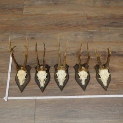 Corna di capriolo 5 x maschi di capriolo Corna di capriolo maschio su targhe da trofeo 20.130