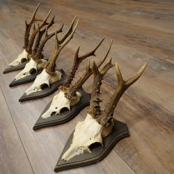 Corna di capriolo 5 x maschi di capriolo Corna di capriolo maschio su targhe da trofeo 20.130