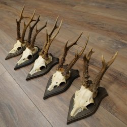 Corna di capriolo 5 x maschi di capriolo Corna di capriolo maschio su targhe da trofeo 20.130