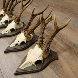 Corna di capriolo 5 x maschi di capriolo Corna di capriolo maschio su targhe da trofeo 20.130