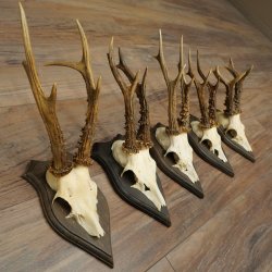 Corna di capriolo 5 x maschi di capriolo Corna di capriolo maschio su targhe da trofeo 20.130