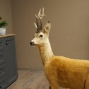 Reebok, heel opgezette reebok, opgezette reebok staand op decoratief voetstuk 84.10.6