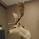 Damhert, hertenpreparaat, staand, hoogte 145 cm, opgezette dierpreparaat