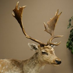 Damhert, hertenpreparaat, staand, hoogte 145 cm, opgezette dierpreparaat