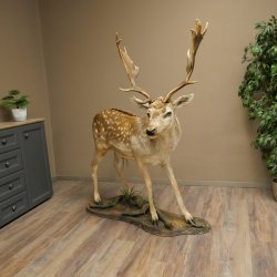 Damhert, hertenpreparaat, staand, hoogte 145 cm, opgezette dierpreparaat