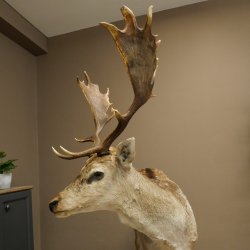 Damhert, hertenpreparaat, staand, hoogte 145 cm, opgezette dierpreparaat
