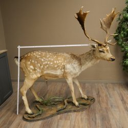 Damhert, hertenpreparaat, staand, hoogte 145 cm, opgezette dierpreparaat