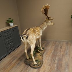 Damhert, hertenpreparaat, staand, hoogte 145 cm, opgezette dierpreparaat