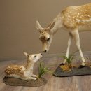 Damhert, hert, hertin met kalf, reekalf, opgezette dierfiguur in liggende houding, hoogte 80 cm, opgezette dierfiguur