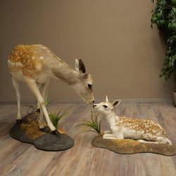 Damhert, hert, hertin met kalf, reekalf, opgezette dierfiguur in liggende houding, hoogte 80 cm, opgezette dierfiguur