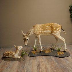 Damhert, hert, hertin met kalf, reekalf, opgezette dierfiguur in liggende houding, hoogte 80 cm, opgezette dierfiguur