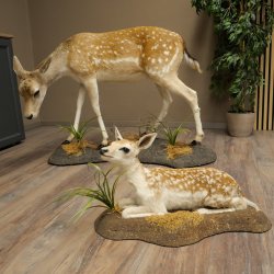 Damhert, hert, hertin met kalf, reekalf, opgezette dierfiguur in liggende houding, hoogte 80 cm, opgezette dierfiguur