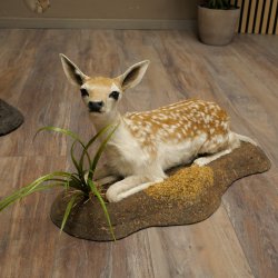 Damhert, hert, hertin met kalf, reekalf, opgezette dierfiguur in liggende houding, hoogte 80 cm, opgezette dierfiguur