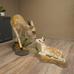 Damhert, hert, hertin met kalf, reekalf, opgezette dierfiguur in liggende houding, hoogte 80 cm, opgezette dierfiguur