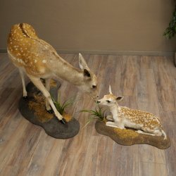 Damhert, hert, hertin met kalf, reekalf, opgezette dierfiguur in liggende houding, hoogte 80 cm, opgezette dierfiguur