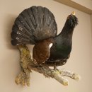 Auerhahn Ganzpräparat präpariert Höhe 79 cm mit Genehmigung zum Verkauf 90.1.21