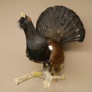 Auerhahn Ganzpräparat präpariert Höhe 79 cm mit Genehmigung zum Verkauf 90.1.21