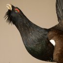 Auerhahn Ganzpräparat präpariert Höhe 79 cm mit Genehmigung zum Verkauf 90.1.21