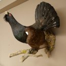 Auerhahn Ganzpräparat präpariert Höhe 79 cm mit Genehmigung zum Verkauf 90.1.21