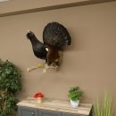 Auerhahn Ganzpräparat präpariert Höhe 79 cm mit Genehmigung zum Verkauf 90.1.21