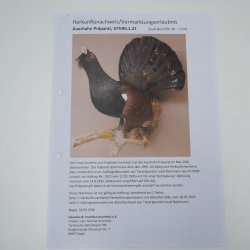 Auerhahn Ganzpräparat präpariert Höhe 79 cm mit Genehmigung zum Verkauf 90.1.21