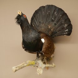 Auerhahn Ganzpräparat präpariert Höhe 79 cm mit Genehmigung zum Verkauf 90.1.21