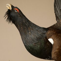 Auerhahn Ganzpräparat präpariert Höhe 79 cm mit Genehmigung zum Verkauf 90.1.21