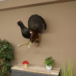Auerhahn Ganzpräparat präpariert Höhe 79 cm mit Genehmigung zum Verkauf 90.1.21