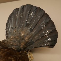 Auerhahn Ganzpräparat präpariert Höhe 79 cm mit Genehmigung zum Verkauf 90.1.21