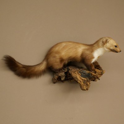 Marter, steenmarter, opgezette marter, decoratie, hoogte 27 cm, opgezette dieren, 89.5.249