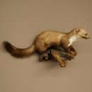 Marter, steenmarter, opgezette marter, decoratie, hoogte 27 cm, opgezette dieren, 89.5.249