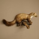 Marter, steenmarter, opgezette marter, decoratie, hoogte 27 cm, opgezette dieren, 89.5.249