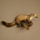 Marter, steenmarter, opgezette marter, decoratie, hoogte 27 cm, opgezette dieren, 89.5.249