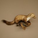 Marter, steenmarter, opgezette marter, decoratie, hoogte 27 cm, opgezette dieren, 89.5.249
