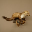 Marter, steenmarter, opgezette marter, decoratie, hoogte 27 cm, opgezette dieren, 89.5.249