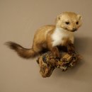 Marter, steenmarter, opgezette marter, decoratie, hoogte 27 cm, opgezette dieren, 89.5.249