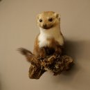 Marter, steenmarter, opgezette marter, decoratie, hoogte 27 cm, opgezette dieren, 89.5.249