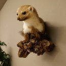 Marter, steenmarter, opgezette marter, decoratie, hoogte 27 cm, opgezette dieren, 89.5.249