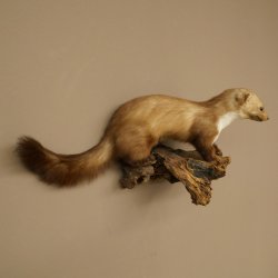 Marter, steenmarter, opgezette marter, decoratie, hoogte 27 cm, opgezette dieren, 89.5.249