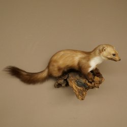 Marter, steenmarter, opgezette marter, decoratie, hoogte 27 cm, opgezette dieren, 89.5.249