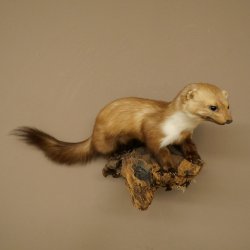 Marter, steenmarter, opgezette marter, decoratie, hoogte 27 cm, opgezette dieren, 89.5.249