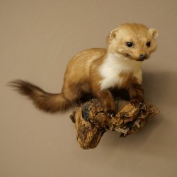 Marter, steenmarter, opgezette marter, decoratie, hoogte 27 cm, opgezette dieren, 89.5.249