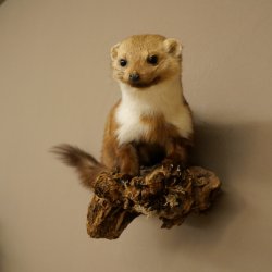 Marter, steenmarter, opgezette marter, decoratie, hoogte 27 cm, opgezette dieren, 89.5.249