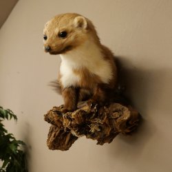 Marter, steenmarter, opgezette marter, decoratie, hoogte 27 cm, opgezette dieren, 89.5.249