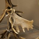 Floor lamp made from 6 fallow deer antlers, 1-light, fallow deer antler lamp, lampshade
