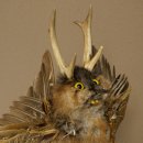 Wolpertinger "Wolpi" Large Muskrat Taxidermy Specimen with Yellow Eyes, Wings, Antlers, Cane, and Lantern; Height 37 cm; Mythical Creature; Fun Gift; 86.14.15