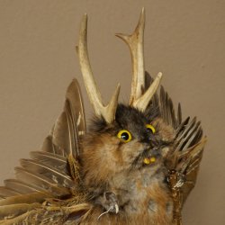 Wolpertinger "Wolpi" Large Muskrat Taxidermy Specimen with Yellow Eyes, Wings, Antlers, Cane, and Lantern; Height 37 cm; Mythical Creature; Fun Gift; 86.14.15