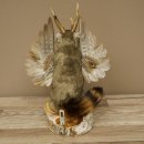 Wolpertinger knuffel, opgezette knuffel van een fabelwezen met vleugels, baard en gewei, Wolpi 86.16.53