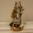 Wolpertinger knuffel, opgezette knuffel van een fabelwezen met vleugels, baard en gewei, Wolpi 86.16.55